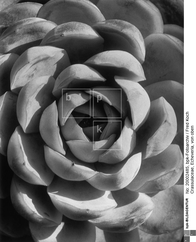 (Mikrofotografie)<BR>Aufnahmedatum: 1930er Jahre<BR>Material/Technik: Foto<BR>Inventar-Nr.: FK G129<BR>