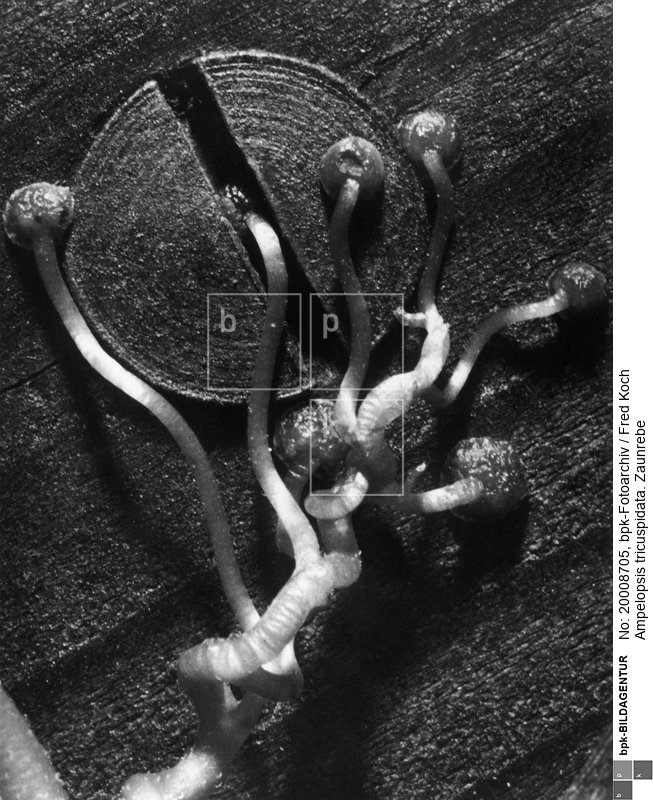 Veröffentlicht in: Die Pflanze als Lebewesen, 1930<BR>Aufnahmedatum: bis 1930<BR>Material/Technik: Foto<BR>