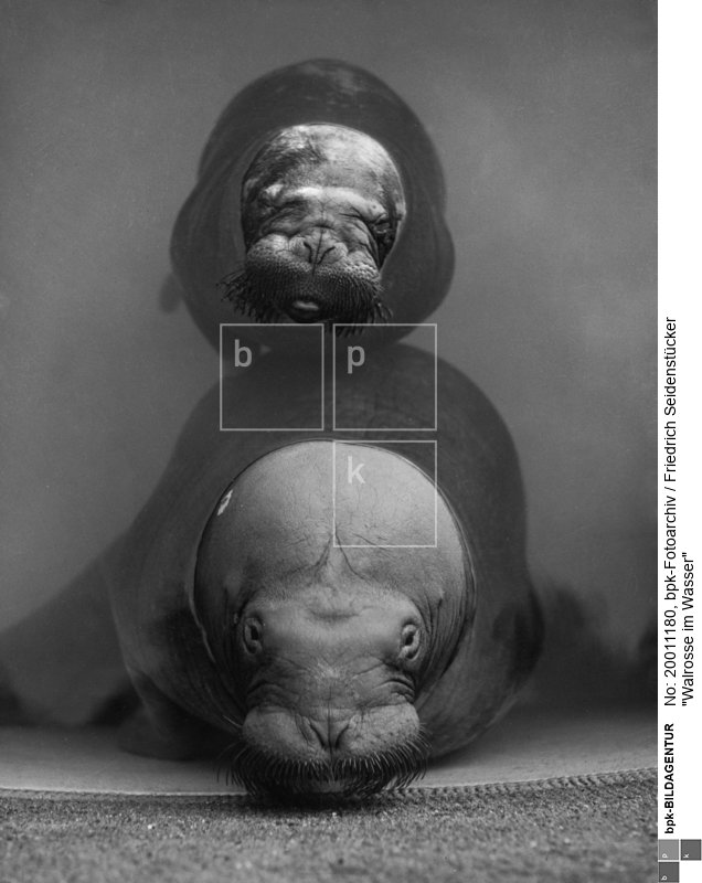Mutter mit ihrem Jungen im Zoologischen Garten von Berlin<BR>Aufnahmedatum: 1925 - 1935<BR>Material/Technik: Foto<BR>Aufnahmeort: Berlin-Charlottenburg <BR>Inventar-Nr.: Se 2-0496<BR>