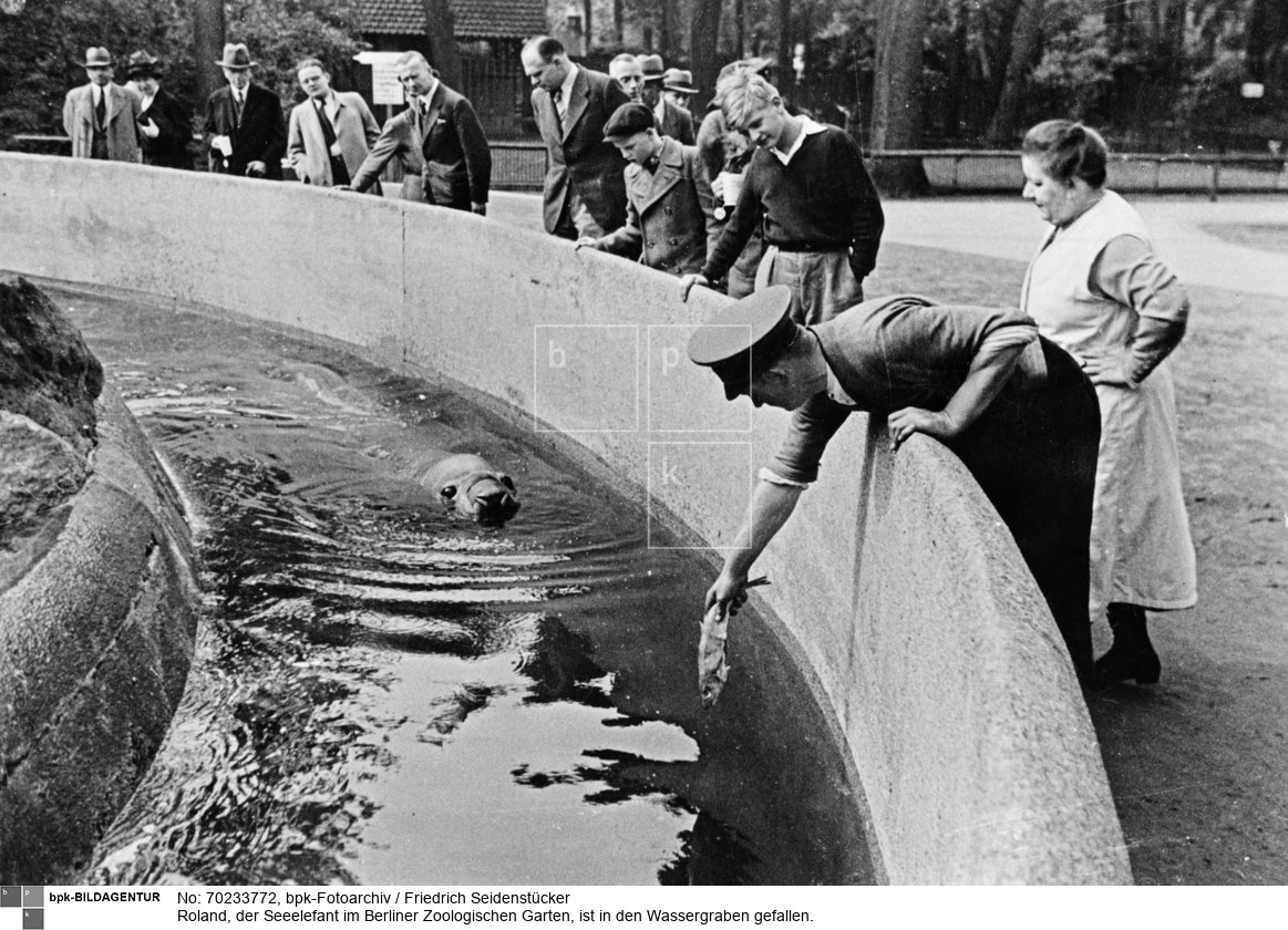 Mit Stöcken versuchen die Tierwärter ihn wieder herauszutreiben. Zwischendurch bekommt er als Aufmunterung einen Fisch<BR>Aufnahmedatum: 27.05.1939<BR>Material/Technik: Foto<BR>Aufnahmeort: Berlin-Charlottenburg <BR>