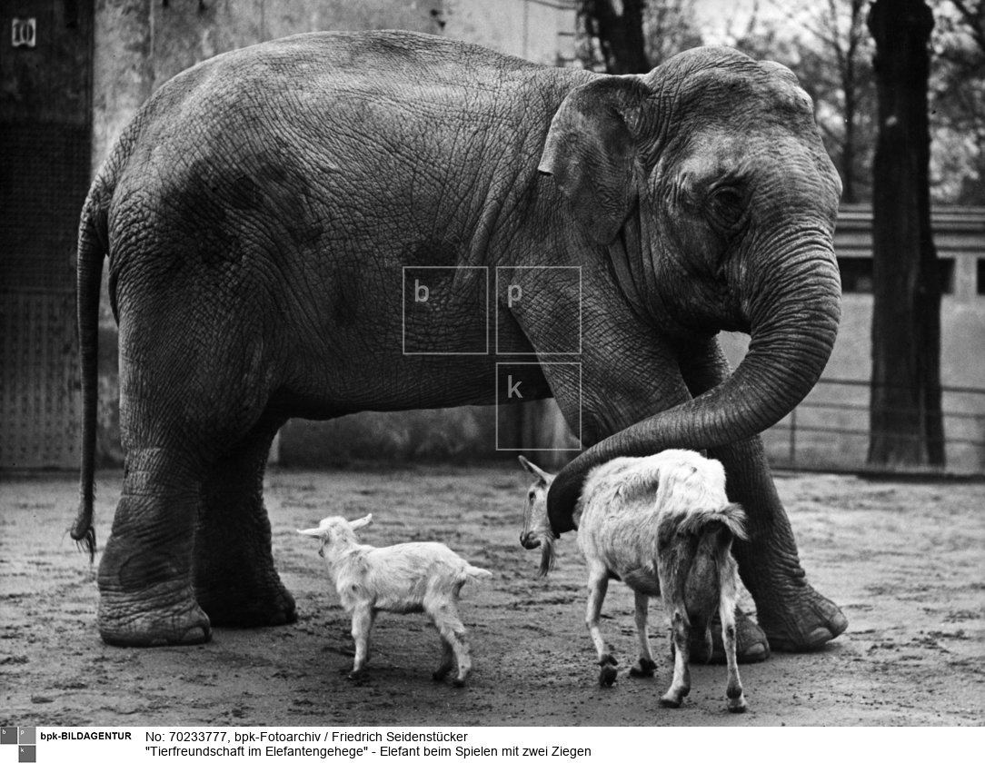 Aufnahmedatum: o.J. (1930er Jahre ?)<BR>Material/Technik: Foto<BR>Aufnahmeort: Berlin-Charlottenburg <BR>Inventar-Nr.: Se 2-2272<BR>