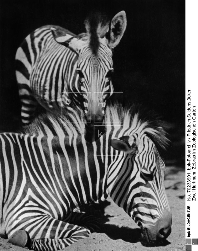 Aufnahmedatum: o.J. (1930er ?)<BR>Material/Technik: Foto<BR>Aufnahmeort: Berlin-Charlottenburg <BR>Inventar-Nr.: Se 2-2274<BR>