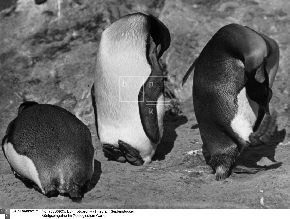 Aufnahmedatum: o.J. (1930er ?)<BR>Material/Technik: Foto<BR>Aufnahmeort: Berlin-Charlottenburg <BR>Inventar-Nr.: Se 2-2278<BR>