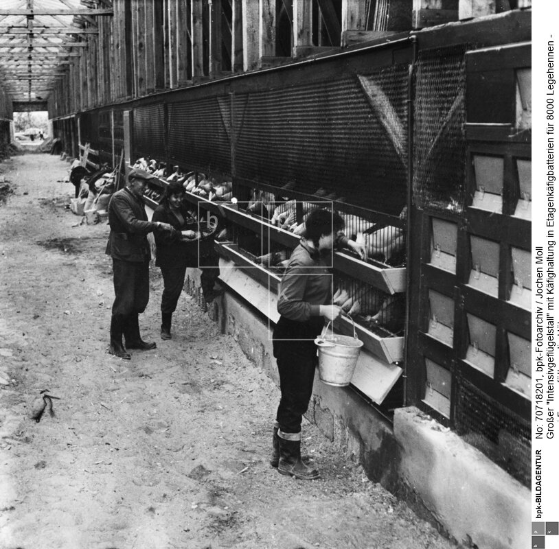 Im Hintergrund erklärt der Brigadier Bode der Auszubildenden zur Geflügelzüchterin ihr neues Arbeitsgebiet
Der Ort war zu DDR-Zeiten seit den 1960er Jahren ein sozialistisches Musterdorf<BR>Aufnahmedatum: 1960<BR>Material/Technik: Foto / Vintage Print<BR>Aufnahmeort: Mestlin, Mecklenburg<BR>