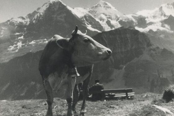 Kuh in den Schweizer Alpen
